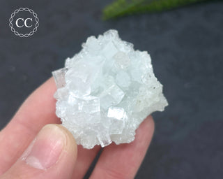 Pale Green Apophyllite Cluster #7