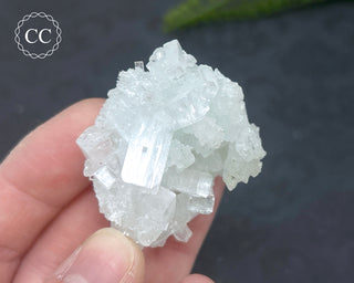 Pale Green Apophyllite Cluster #7