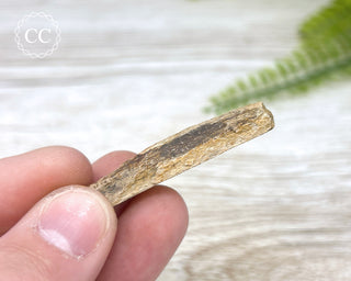 Hadrosaur Fossil Bone