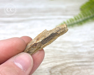 Hadrosaur Fossil Bone