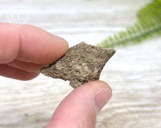 Hadrosaur Fossil Bone
