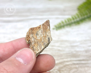 Hadrosaur Fossil Bone