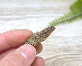 Hadrosaur Fossil Bone