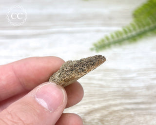 Hadrosaur Fossil Bone