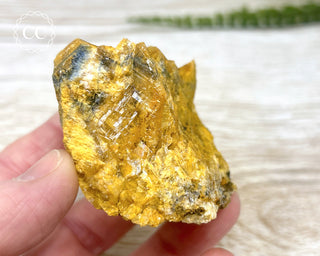 Hatteral Specimen #2