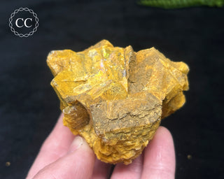 Hatteral Specimen #2