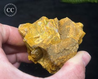 Hatteral Specimen #2