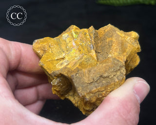 Hatteral Specimen #2