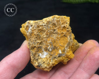 Hatteral Specimen #2