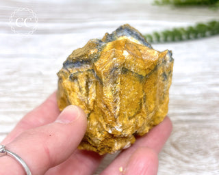 Hatteral Specimen #1