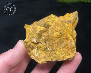 Hatteral Specimen #2