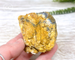 Hatteral Specimen #1