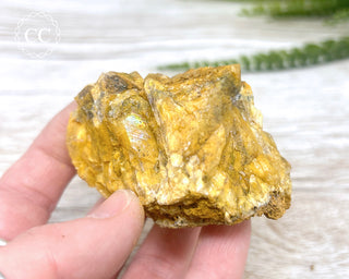 Hatteral Specimen #4