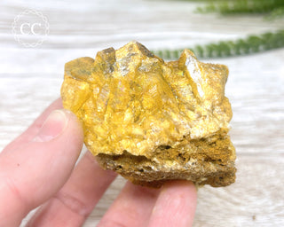 Hatteral Specimen #4