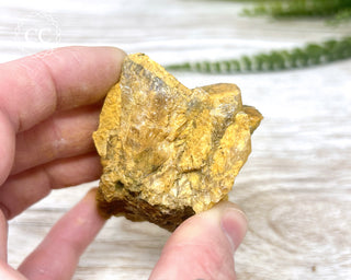 Hatteral Specimen #4