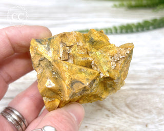 Hatteral Specimen #4