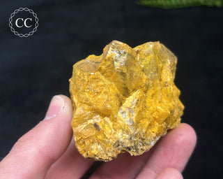 Hatteral Specimen #2