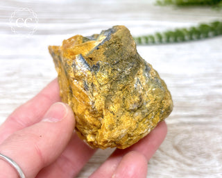 Hatteral Specimen #1