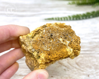 Hatteral Specimen #4