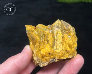 Hatteral Specimen #2