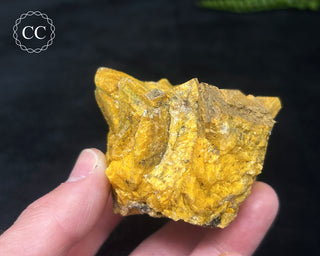 Hatteral Specimen #2