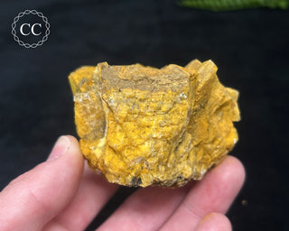 Hatteral Specimen #2