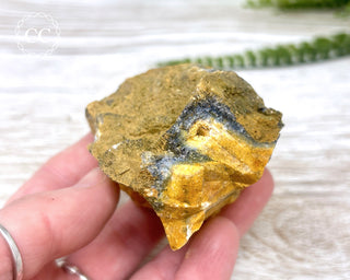 Hatteral Specimen #1