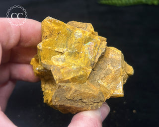 Hatteral Specimen #2