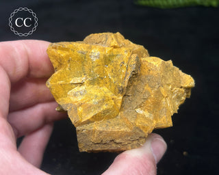 Hatteral Specimen #2