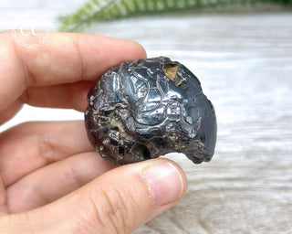 Hematite Ammonite | Ammonoid #12