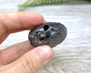Hematite Ammonite | Ammonoid #12