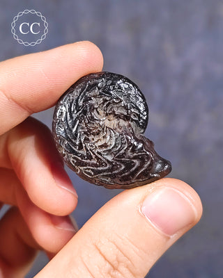 A hand holding a Hematite Ammonite | Ammonoid