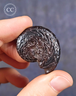 Hematite Ammonite | Ammonoid #3