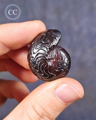 A hand holding a Hematite Ammonite | Ammonoid