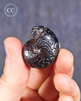 Hematite Ammonite | Ammonoid #4