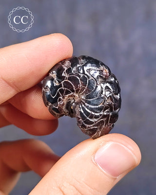 A hand holding a Hematite Ammonite | Ammonoid