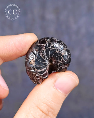 Hematite Ammonite | Ammonoid #6