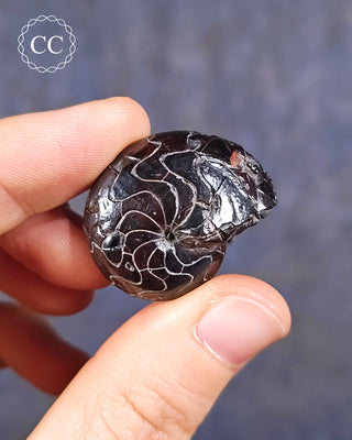 A hand holding a Hematite Ammonite | Ammonoid