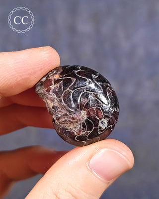 Hematite Ammonite | Ammonoid #7