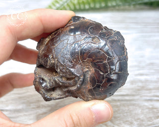 Hematite Ammonite | Ammonoid #11