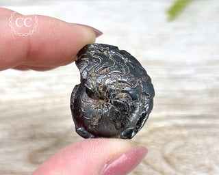 Hematite Ammonite | Ammonoid #1