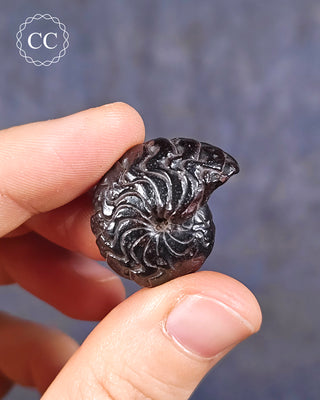 A hand holding a Hematite Ammonite | Ammonoid