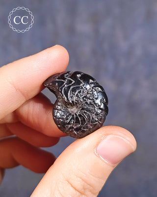 Hematite Ammonite | Ammonoid #8