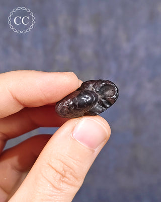 Hematite Ammonite | Ammonoid #8
