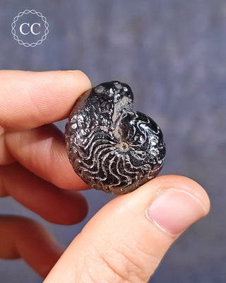 A hand holding a Hematite Ammonite | Ammonoid