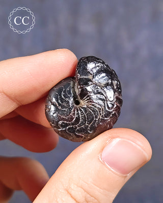 Hematite Ammonite | Ammonoid #9