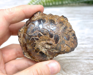 Hematite Ammonite | Ammonoid #11