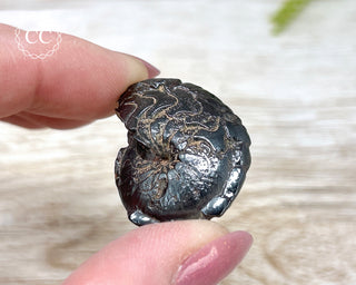 Hematite Ammonite | Ammonoid #1