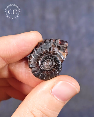 A hand holding a Hematite Ammonite | Ammonoid