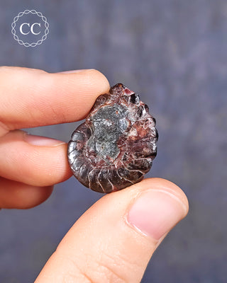Hematite Ammonite | Ammonoid #10